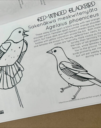 Coloring Book Page